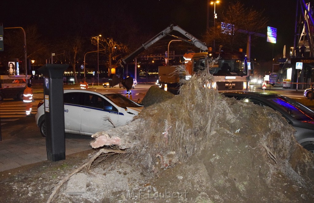 Baum auf PKWs Koeln Mitte Rheinuferstr Goldgasse P041.JPG - Miklos Laubert